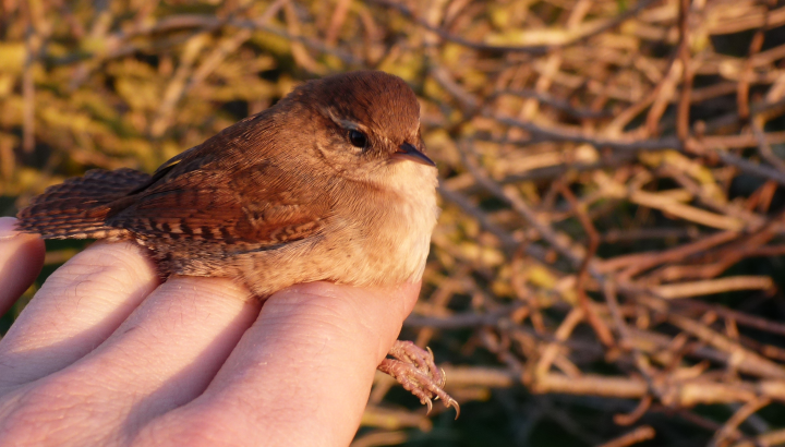 Portes ouvertes de la station de baguage de Plaisance
