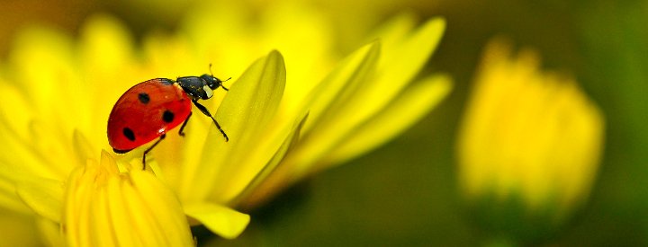 Les coccinelles (Coccinellidae) - le jardin des oiseaux