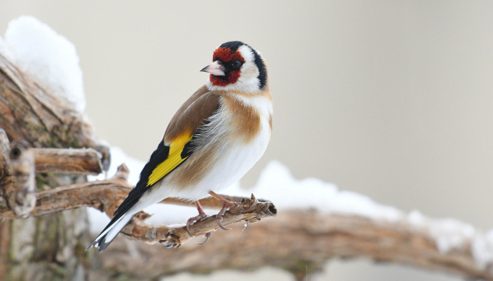 Chardonneret élégant sur une branche