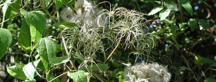 Clématite des haies (Clematis vitalba)