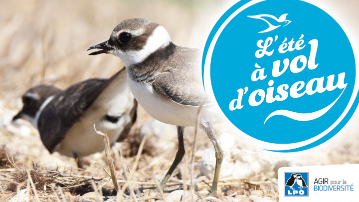 L'été à vol d'oiseau en Aquitaine