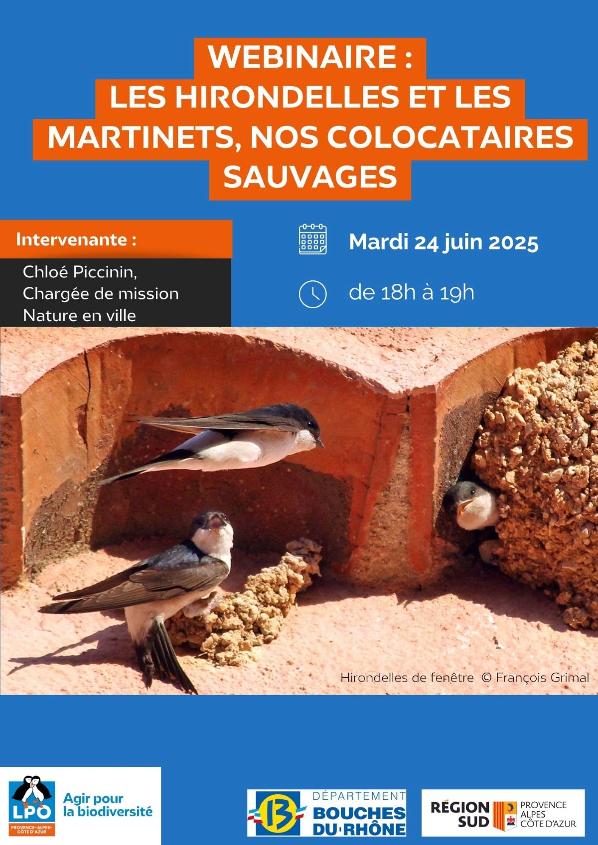 Webinaire LPO PACA - Les hirondelles et les martinets, nos colocataires sauvages