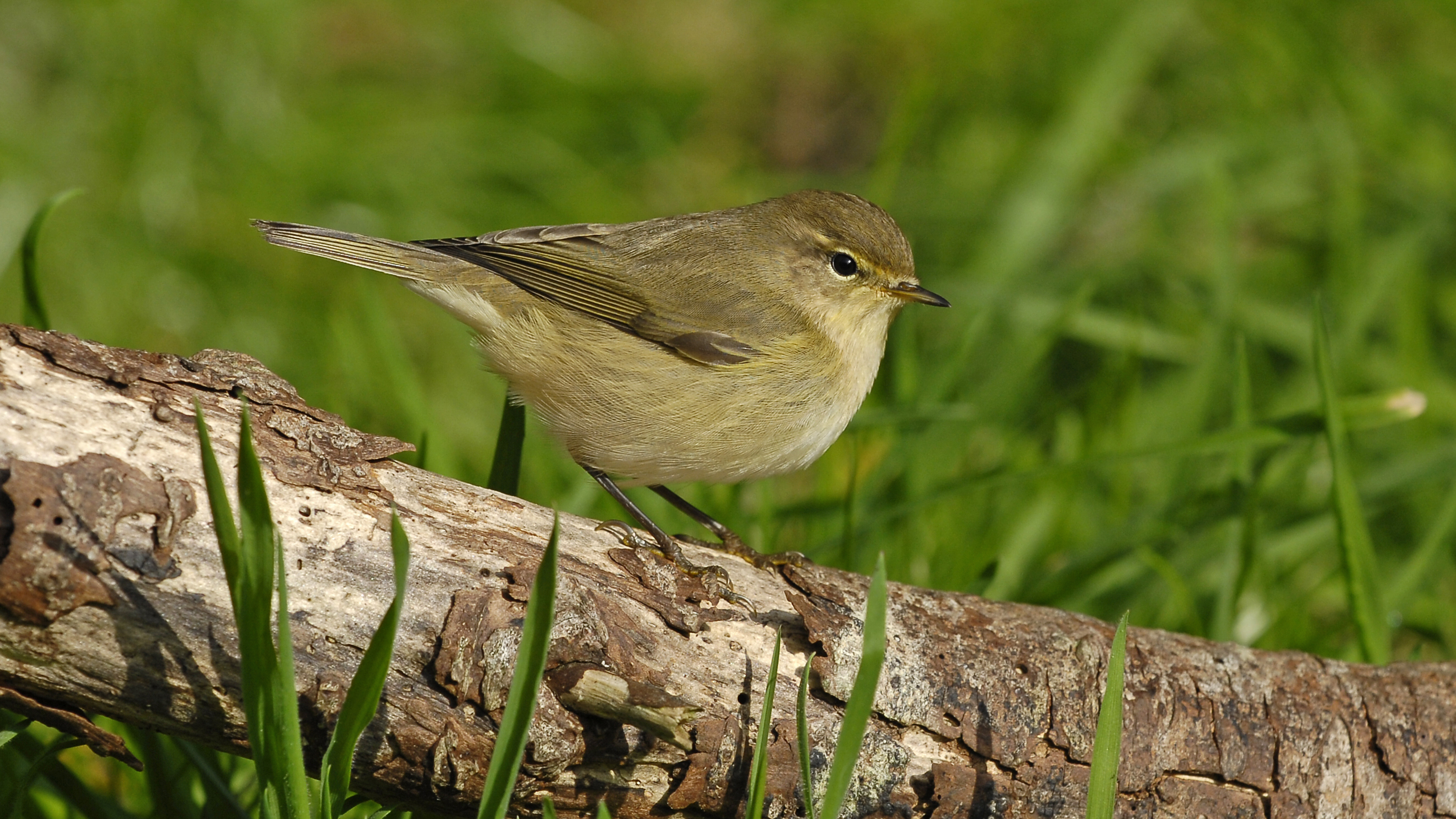 Nidal Issa Les oiseaux de Chambord - LPO (Ligue pour la Protection des Oiseaux ...