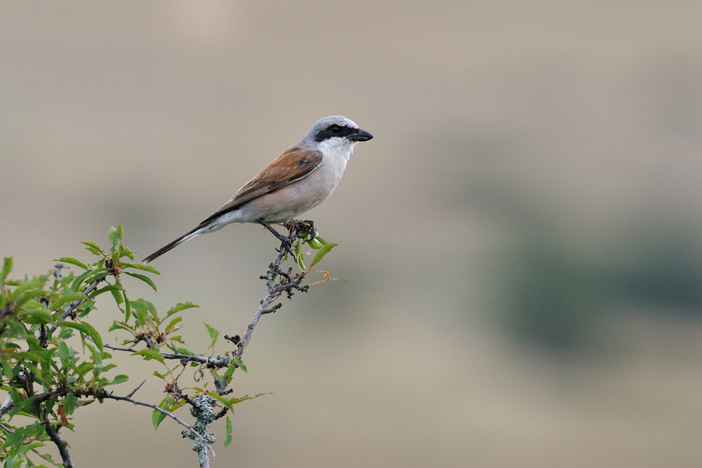 Exposition lpo, les oiseaux de Bourgogne-Franche-Comté à Larnod