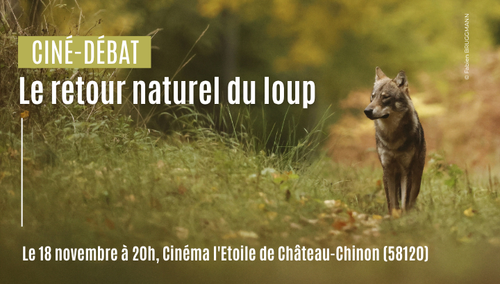 Ciné-Débat - Le retour naturel du loup