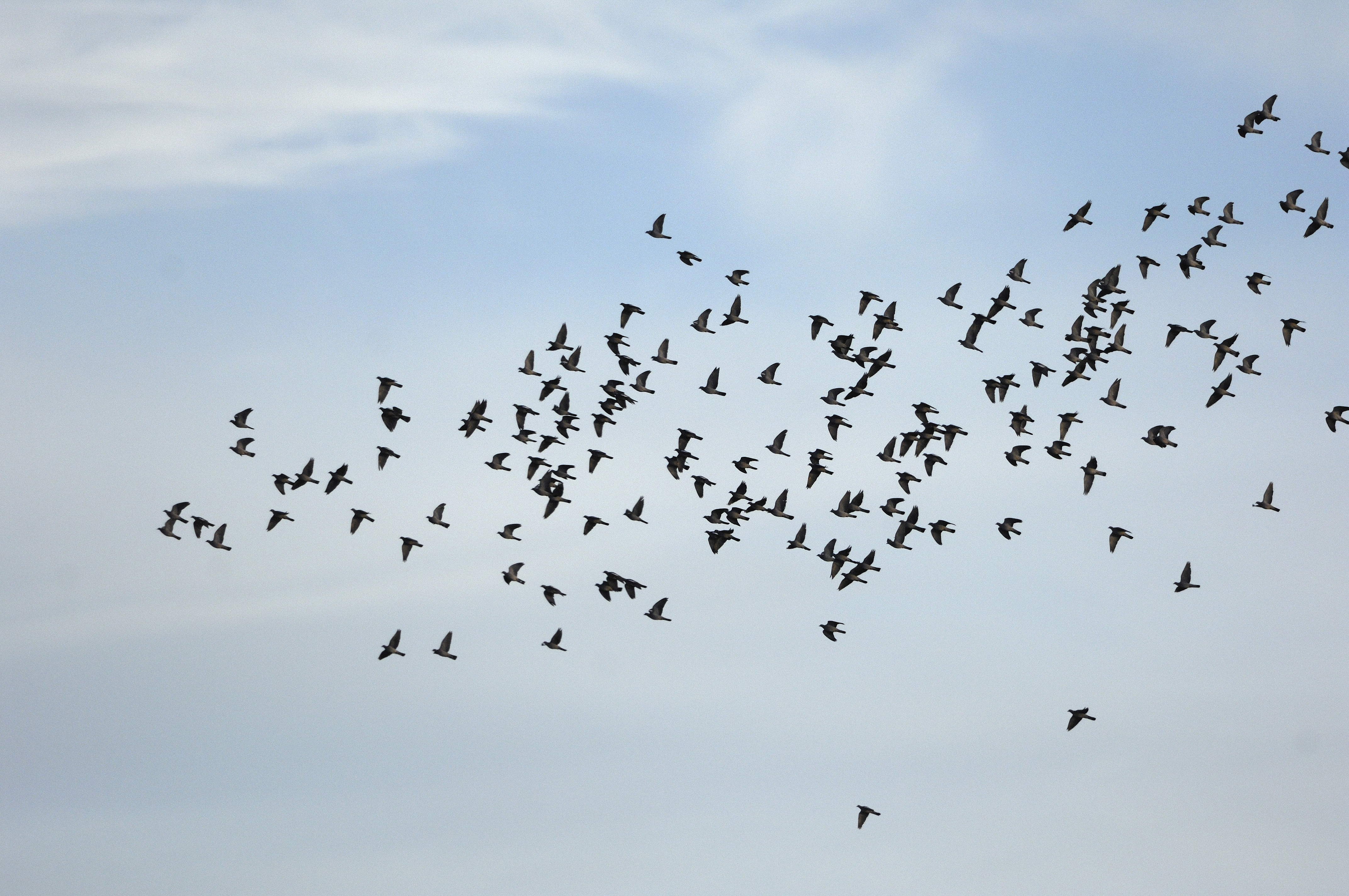 Un automne record pour la migration du pigeon ramier dans le Bas-Rhin