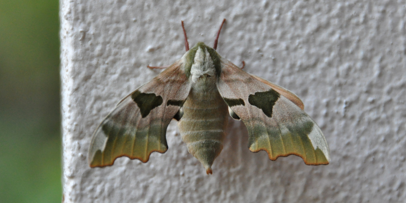 Sphinx du tilleul