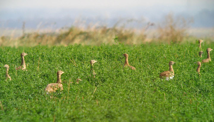 Les oiseaux des plaines de Néré-Bresdon