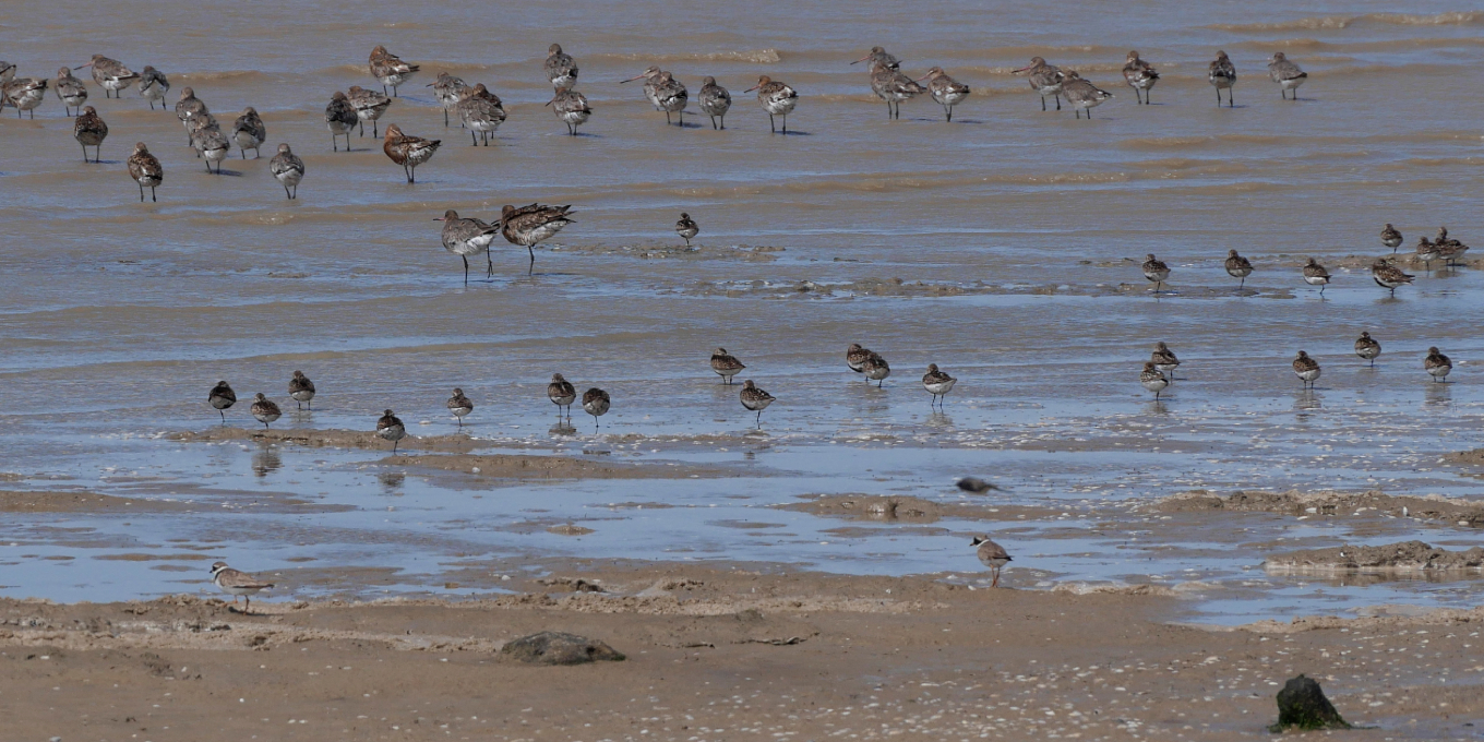 La tanne de Fort-Royer, les limicoles de la réserve naturelle de Moëze-Oléron