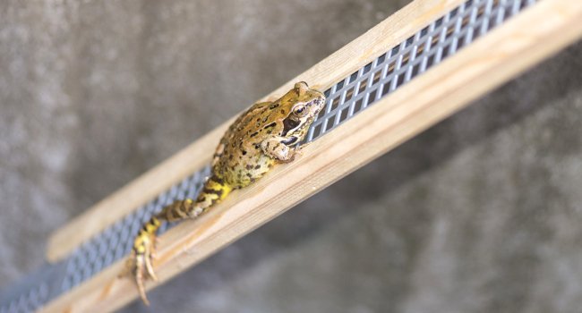 Grenouille sur une rampe anti noyade