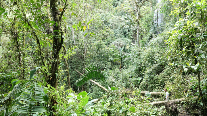 Des nouvelles du projet VIREON en pleine forêt amazonienne
