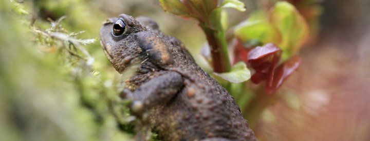 Crapaud épineux