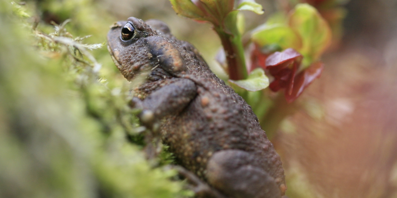Crapaud épineux