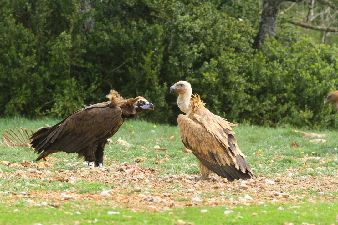 Vautour moine et Vautour fauve au sol