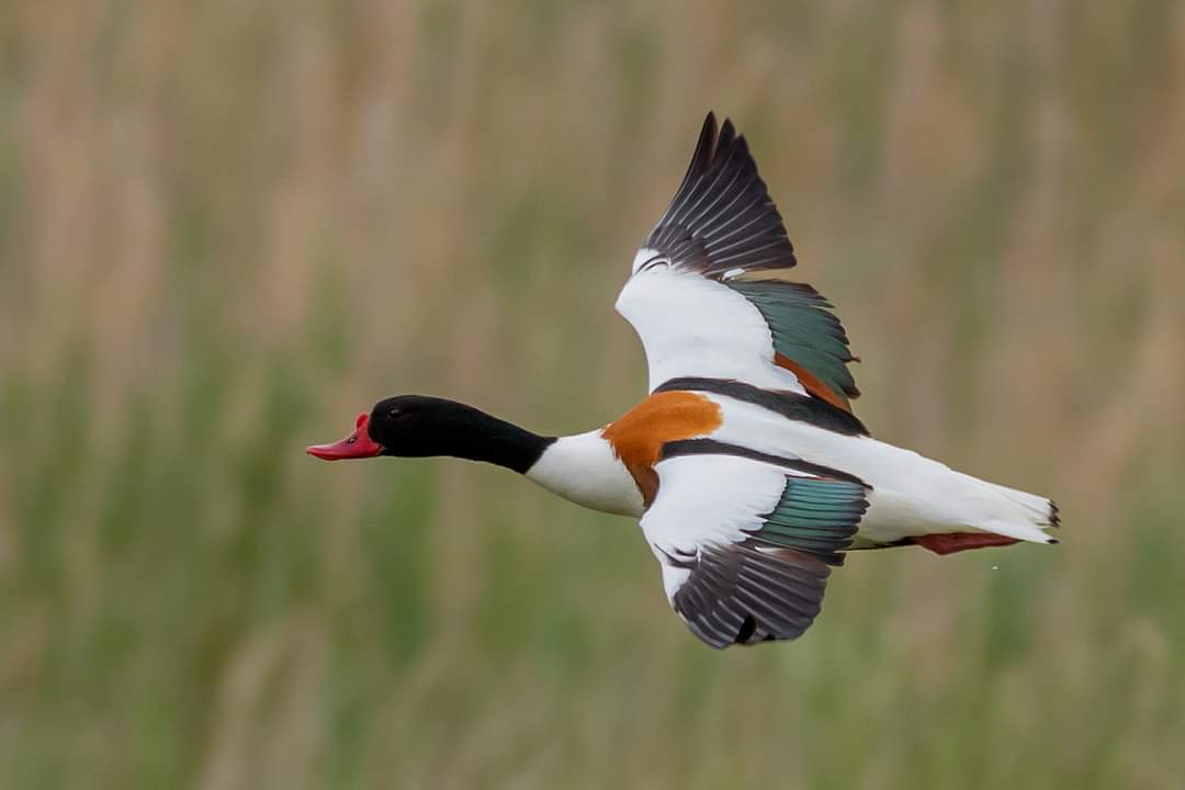 Les anatidés, passereaux et rapaces de la réserve du Blankaart (Belgique)