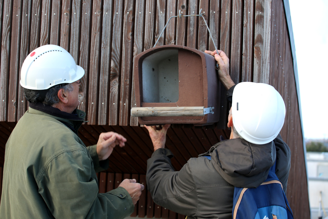 Installation d'un nichoir à Léa Nature, entreprise Refuge LPO