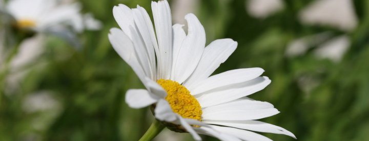 Marguerite commune (Leucanthemum vulgare)