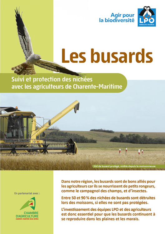 Les busards : suivi et protection