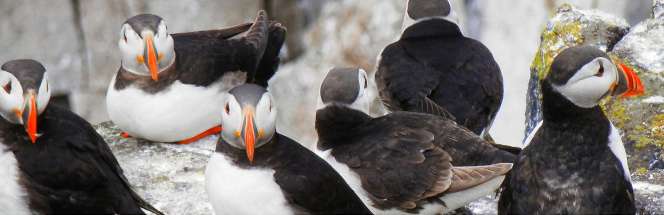 groupe de Macareux moines