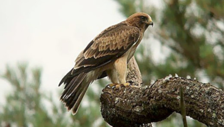 Aigle botté