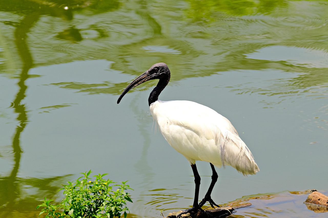 Cohabiter avec l’Ibis sacré