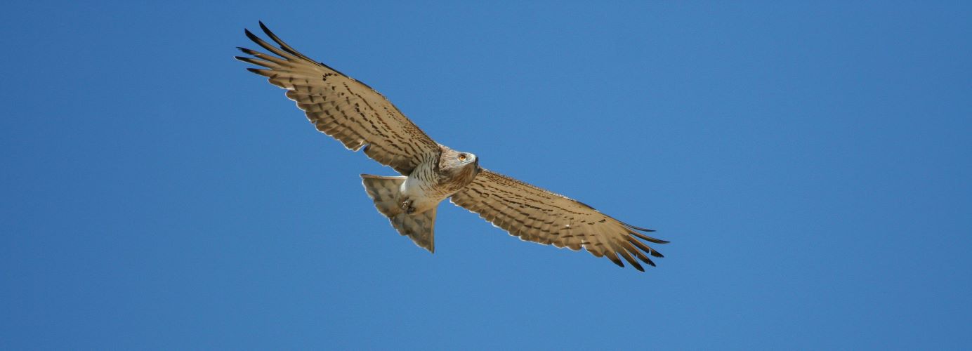 L'Aigle mangeur de serpents : le Circaète Jean-le-Blanc