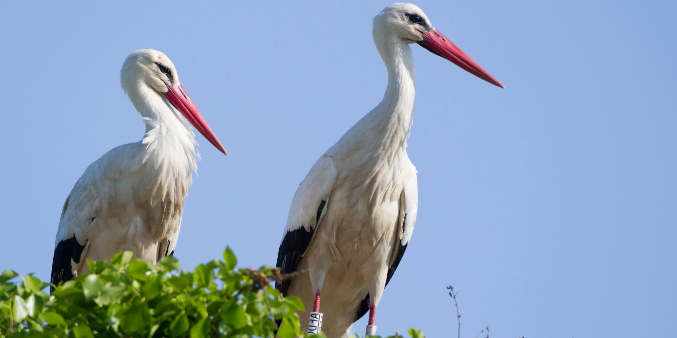 Cigogne TV