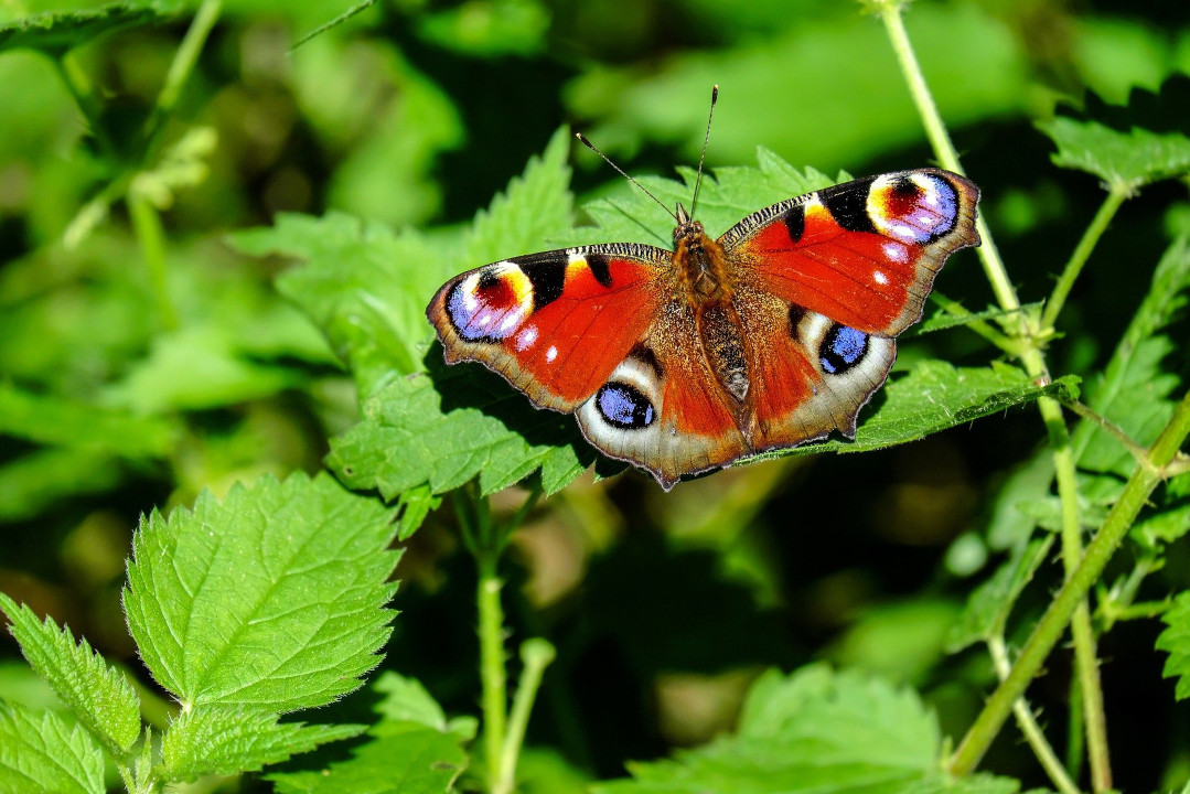 Image par Couleur de Pixabay