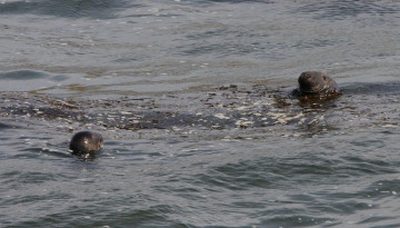 Phoques gris dans l'eau © Y. Dubois / Corif
