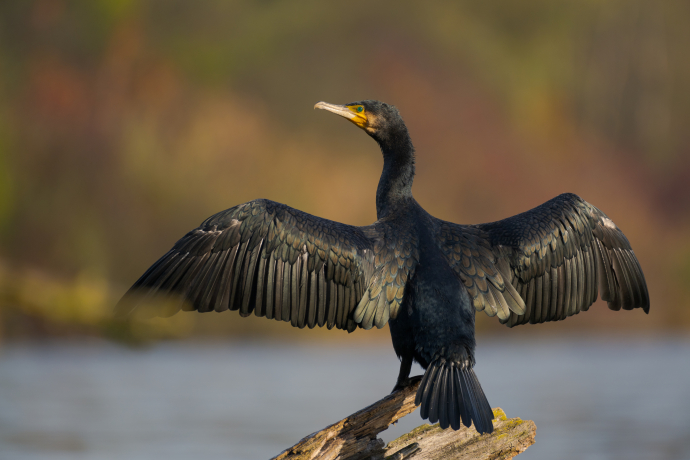 Dites non au tir de Grands cormorans en eaux libres