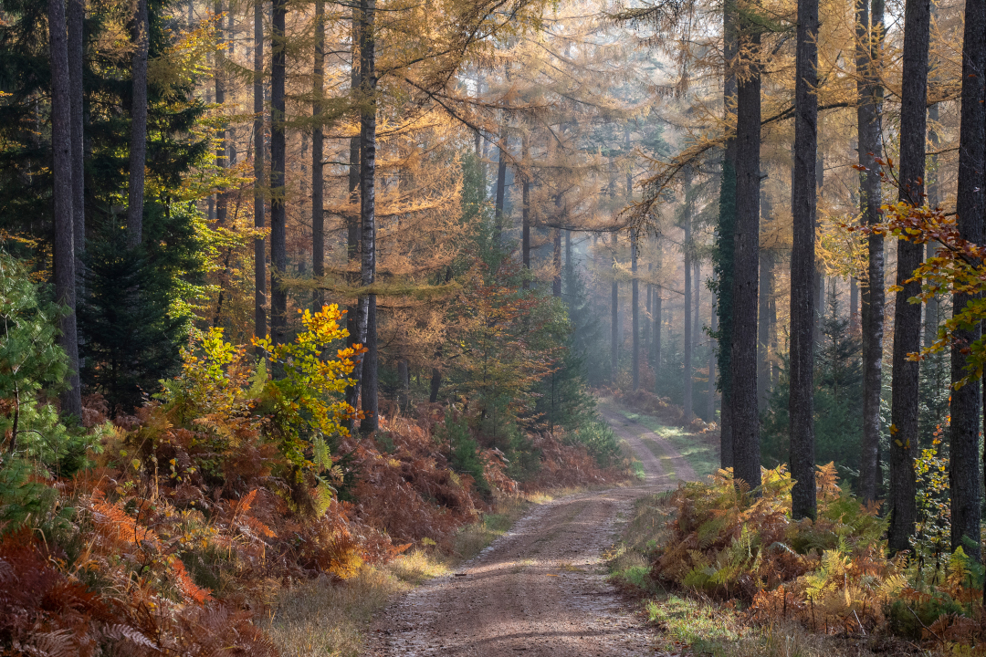 Forêt des Vosges