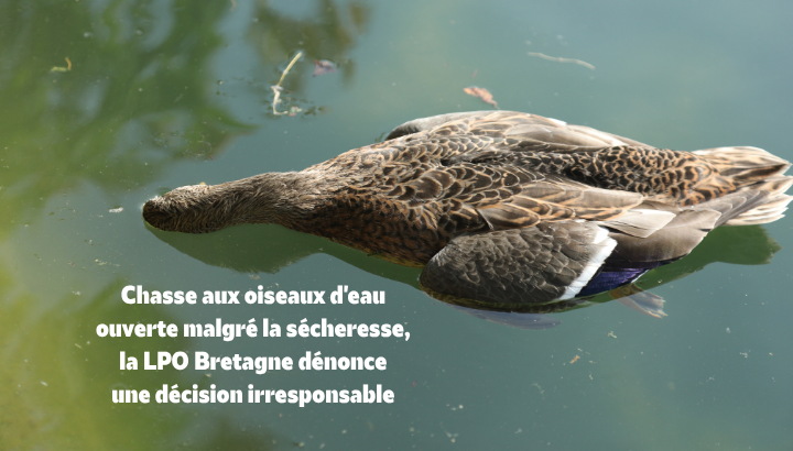 Sécheresse : l'ouverture regrettable de la chasse aux oiseaux d'eau
