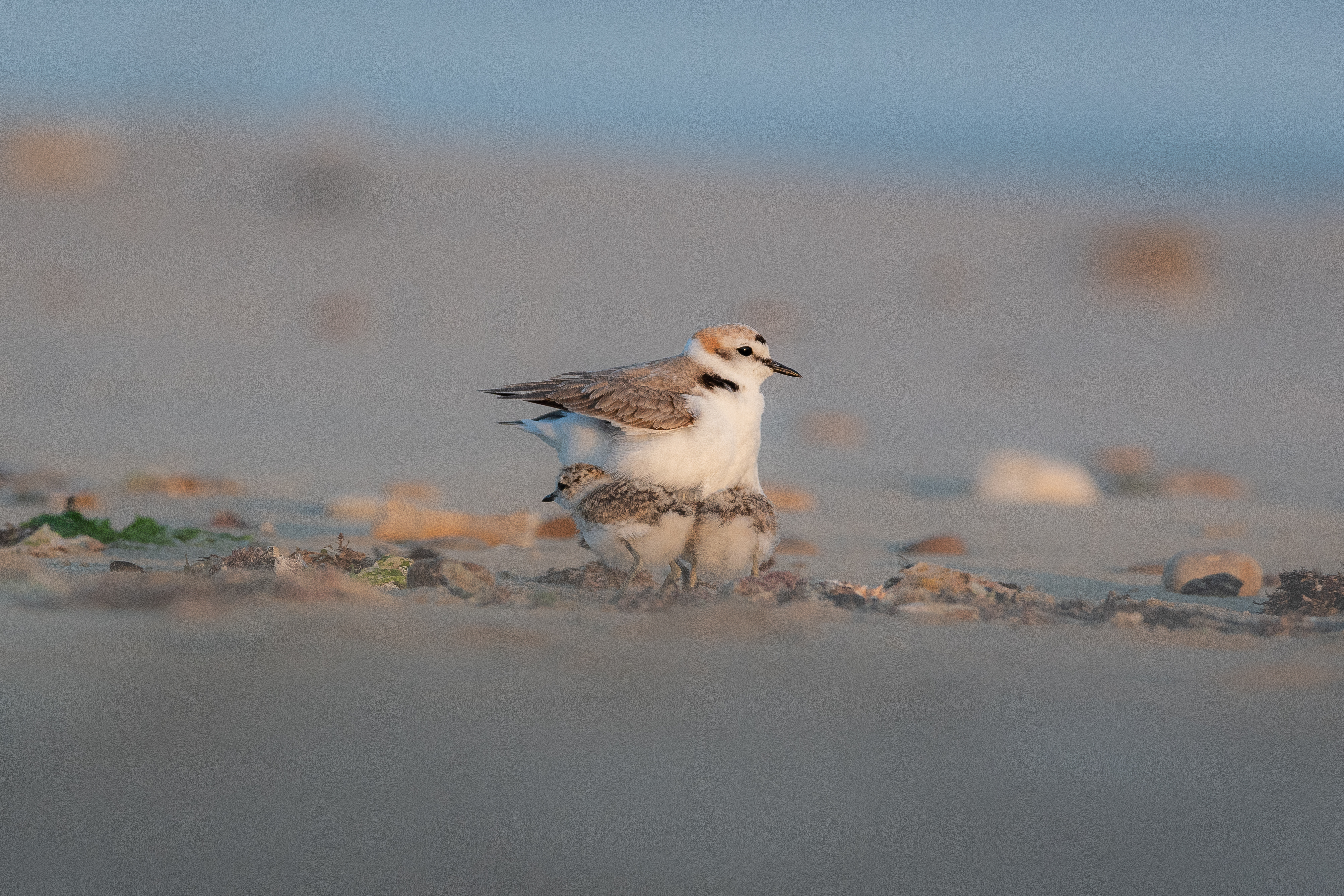 Gravelot à collier interrompu et ses petits dans le sable