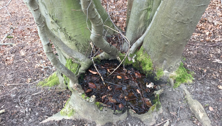 accumulation d'eau et de feuilles dans le tronc creux d'un arbre