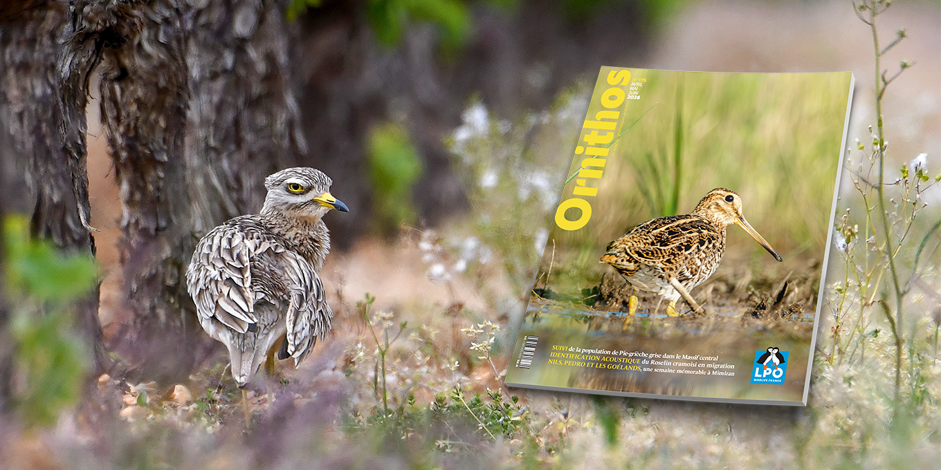 ORNITHOS n° 175 - sortie mi juillet 2026