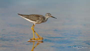 Mobilisons-nous pour que les oiseaux en mauvais état de conservation ne soient pas chassés en Martinique en 2021-2022