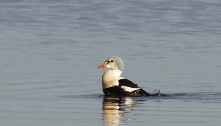 Rencontre avec l'Eider à tête grise !