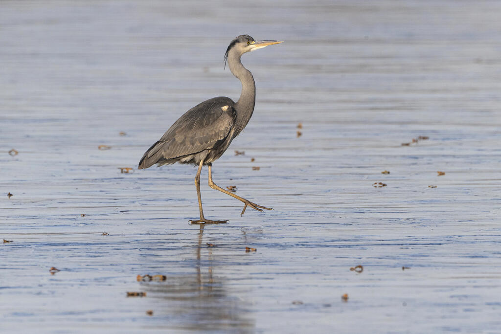 Heron cendre, Fabrice Cahez