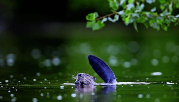 À la découverte des castors au sud de Belfort