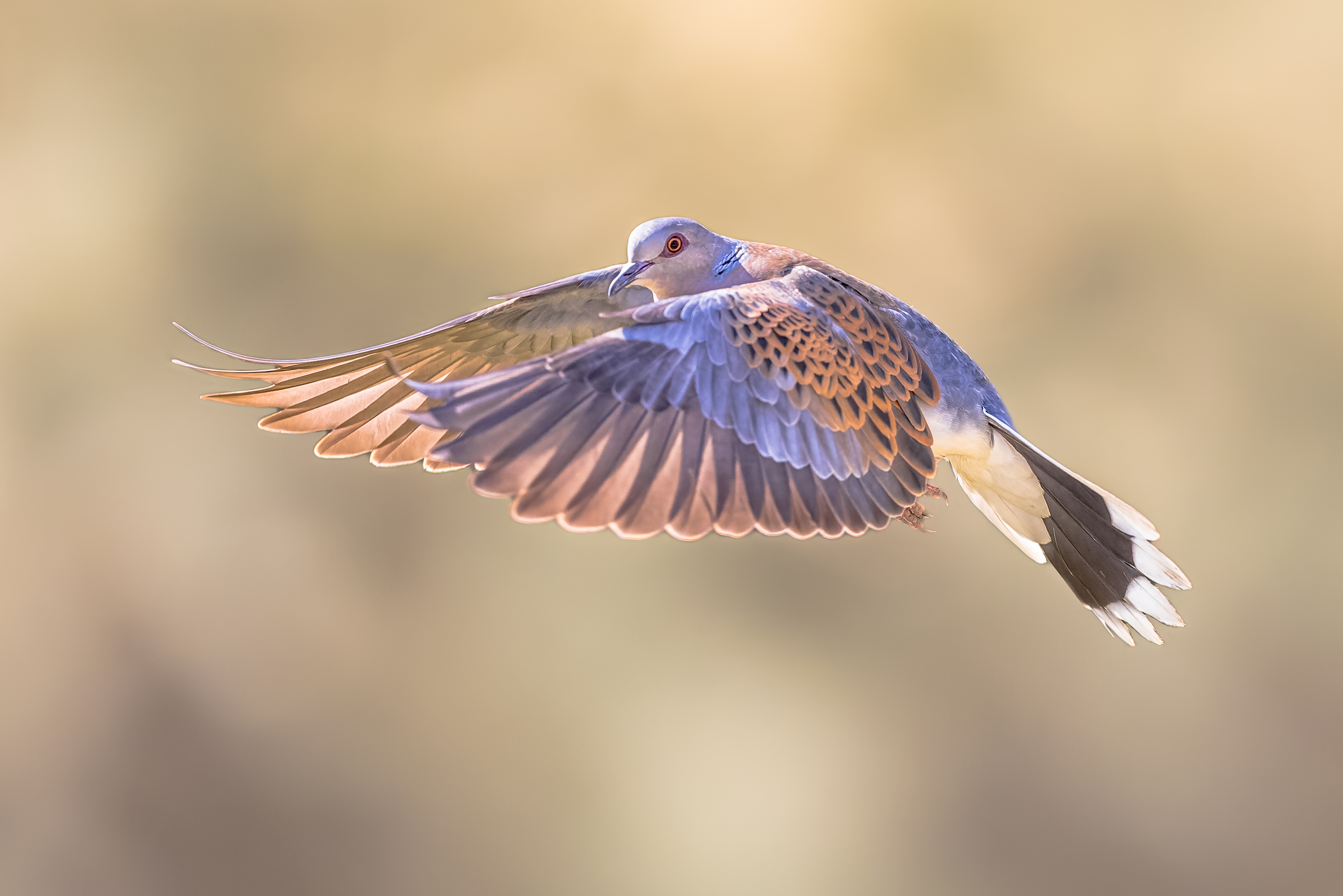 Des millions d’oiseaux toujours tués illégalement autour de la Méditerranée
