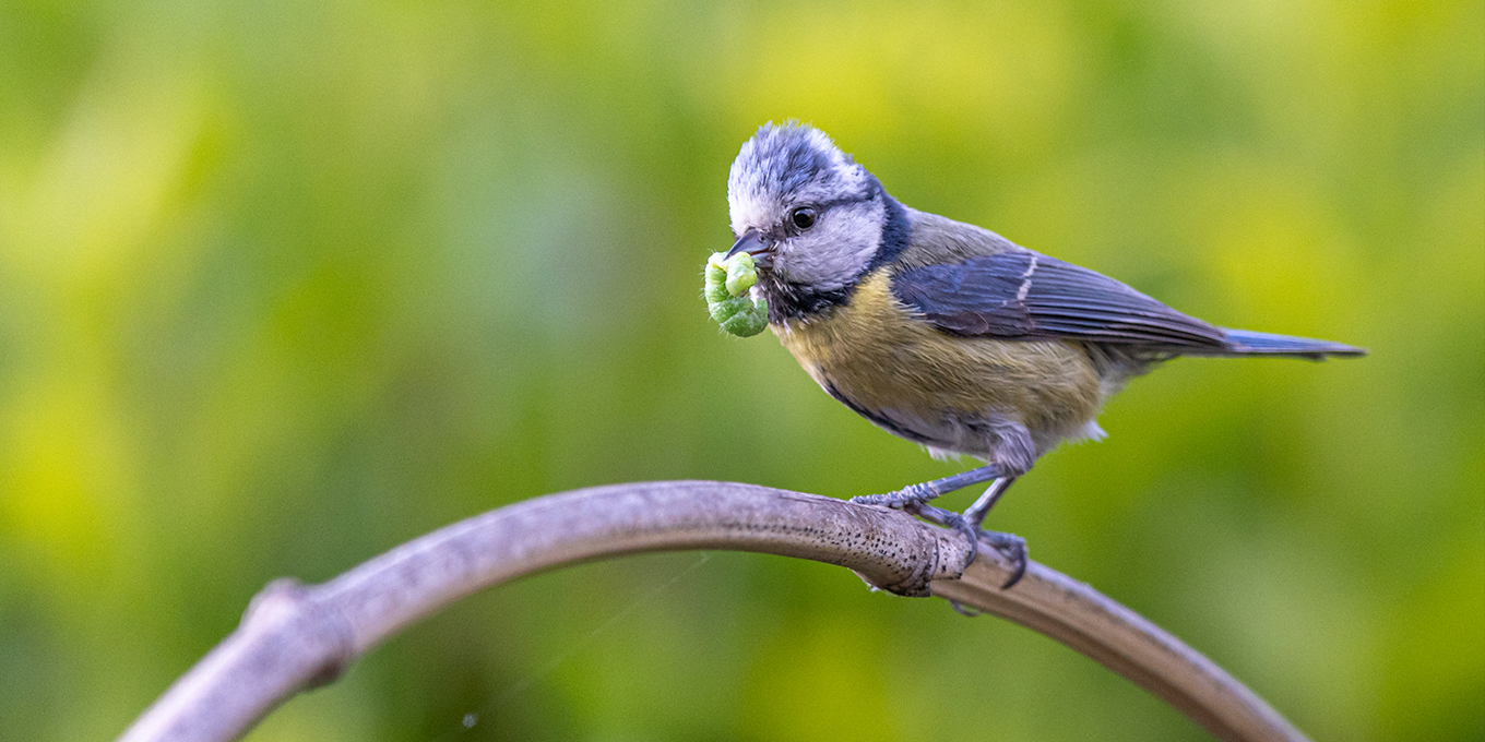 Les oiseaux des jardins