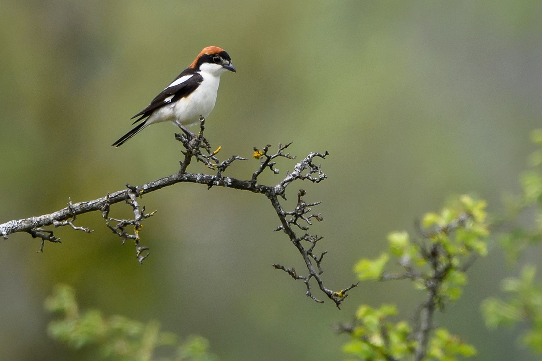 Pie-grièche à tête rousse sur une branche