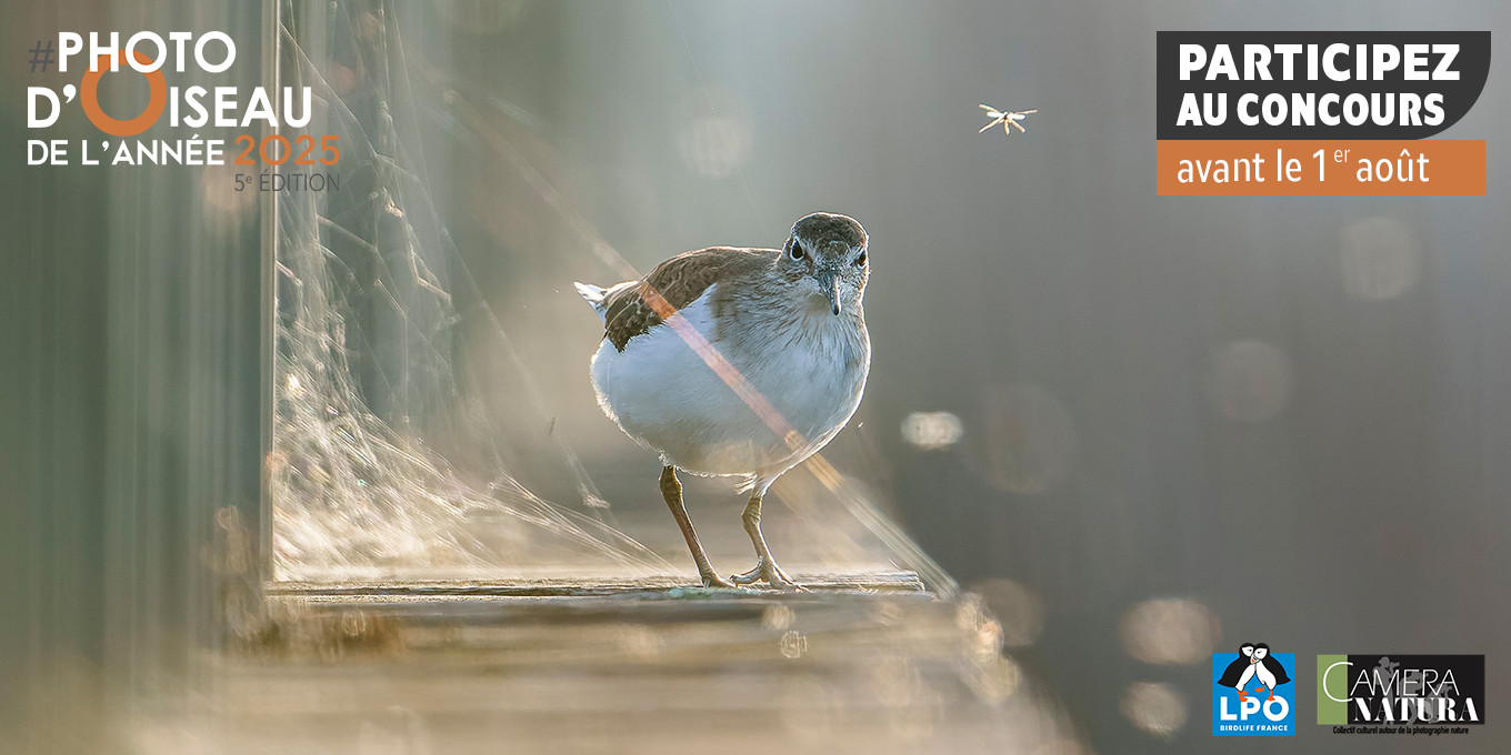 Résultats du concours de la photo d'oiseau 2025