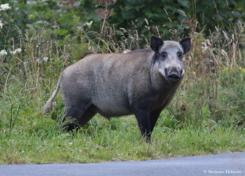 Sanglier d'Europe