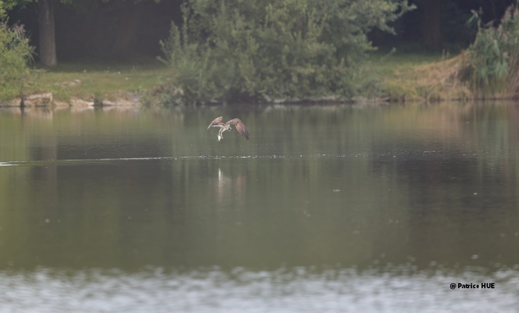 Balbuzard pêcheur (parc des Bruyère 2024)