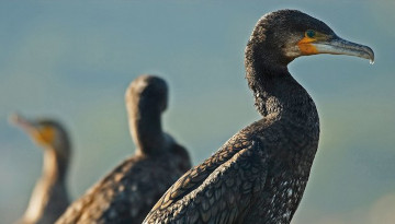 Victoire en faveur des oiseaux d’eau hivernants pour la LPO PACA