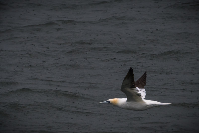 Tempêtes : les oiseaux aussi subissent l’épreuve