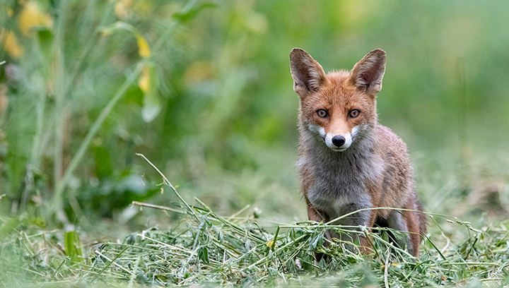 Renaturation et développement de la biodiversité