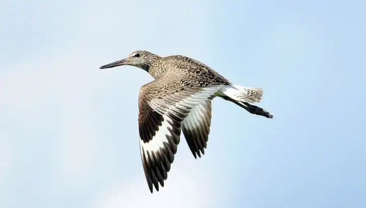 Suspension de la chasse de sept espèces d'oiseaux en Guadeloupe et à Saint-Martin : victoire pour la LPO et cinq associations