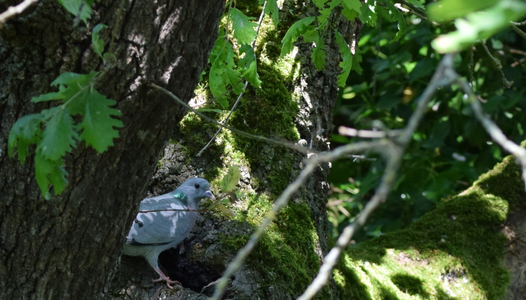 Balade LPO entre les arbres et les oiseaux